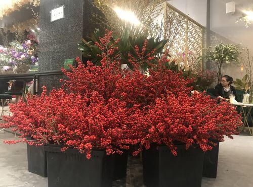 Giá đào đông chơi Tết 30 triệu đồng, nhìn như cây giả mà đắt không tưởng