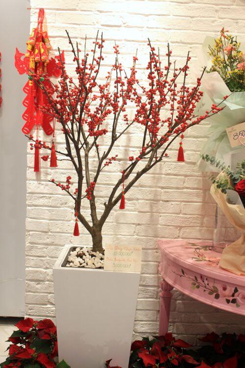Giá đào đông chơi Tết 30 triệu đồng, nhìn như cây giả mà đắt không tưởng