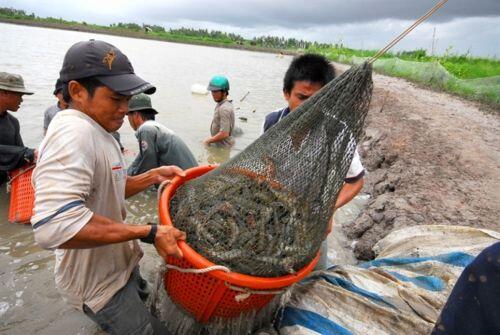 Giải mã thành công của con tôm Việt Nam và mục tiêu xuất khẩu 4 tỷ USD năm 2021
