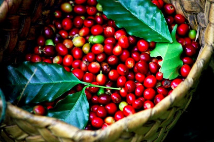 Giá cà phê hôm nay 10/1: Giảm 1.000 - 1.200 đồng/kg trong tuần đầu năm 2021