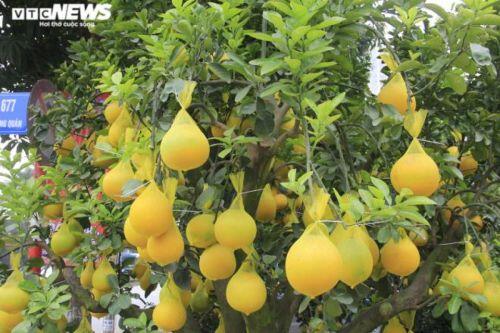 Bưởi Diễn bonsai đặc quả chơi Tết giá hàng chục triệu đồng