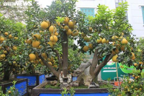 Bưởi Diễn bonsai đặc quả chơi Tết giá hàng chục triệu đồng