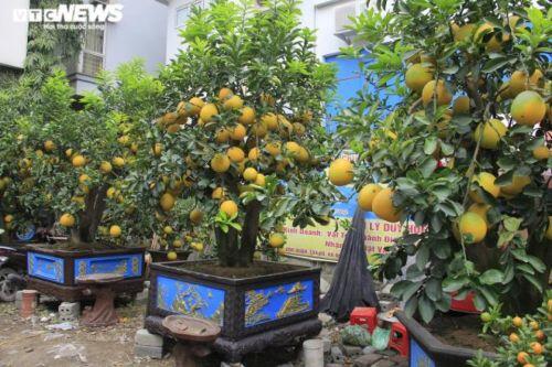 Bưởi Diễn bonsai đặc quả chơi Tết giá hàng chục triệu đồng