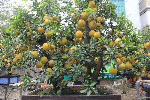 Bưởi Diễn bonsai đặc quả chơi Tết giá hàng chục triệu đồng