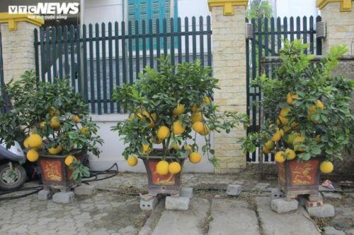 Bưởi Diễn bonsai đặc quả chơi Tết giá hàng chục triệu đồng