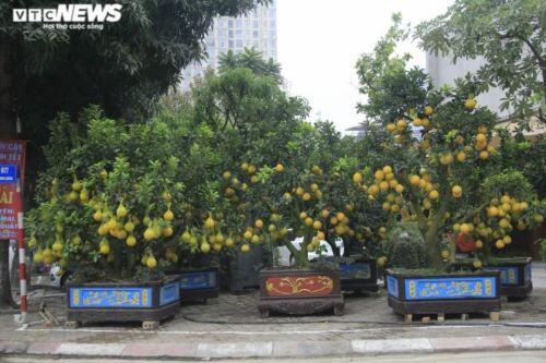 Bưởi Diễn bonsai đặc quả chơi Tết giá hàng chục triệu đồng
