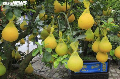 Bưởi Diễn bonsai đặc quả chơi Tết giá hàng chục triệu đồng