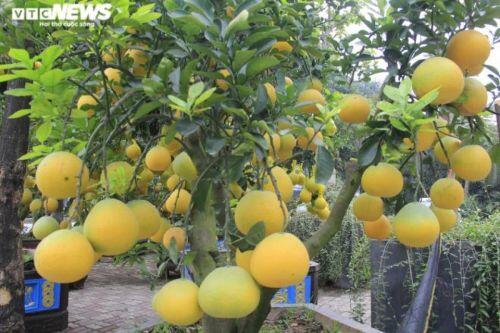 Bưởi Diễn bonsai đặc quả chơi Tết giá hàng chục triệu đồng