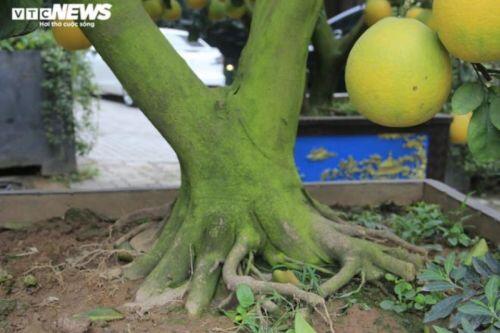 Bưởi Diễn bonsai đặc quả chơi Tết giá hàng chục triệu đồng