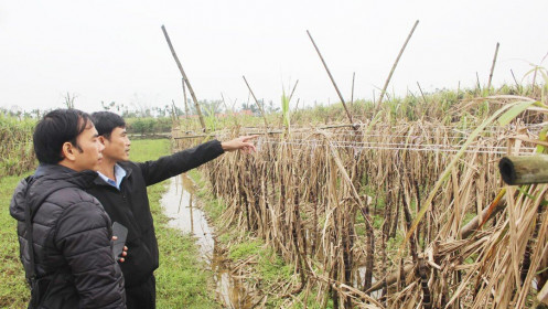 Mía 'đắng' sau bão lũ