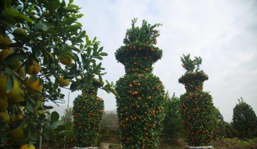 Độc đáo quýt lục bình giá hàng chục triệu đồng chơi Tết Tân Sửu