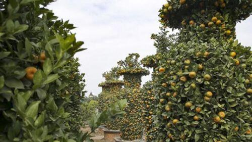 Độc đáo quýt lục bình giá hàng chục triệu đồng chơi Tết Tân Sửu