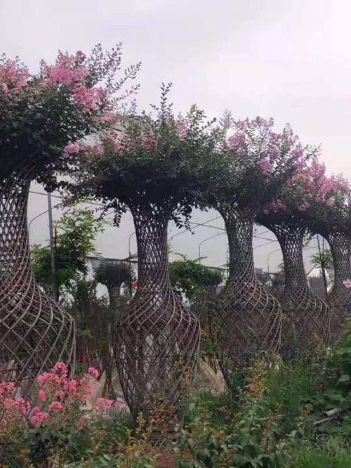 Độc đáo quýt lục bình giá hàng chục triệu đồng chơi Tết Tân Sửu