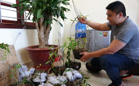 Bắt nhóm đối tượng trộm phong lan đột biến trị giá tiền tỷ