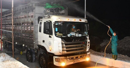 Giáp tết, heo Việt Nam lại 'tuồn' qua Trung Quốc vì giá cao