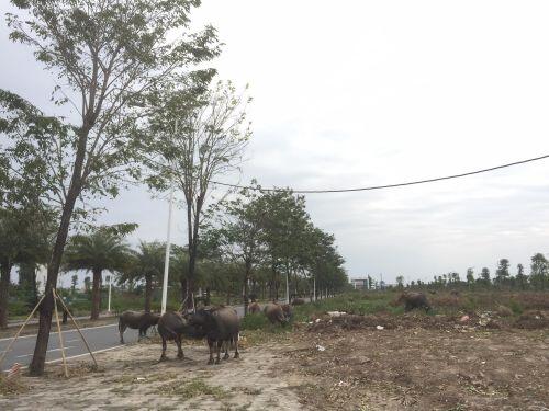 Lùm xùm tại dự án Thanh Hà Cienco 5: Người dân "chôn vốn, mắc kẹt" ở dự án nghìn tỷ