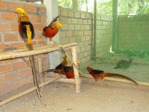 Bỏ phố về quê nuôi loài chim có lông rực rỡ kiếm vài trăm triệu/năm