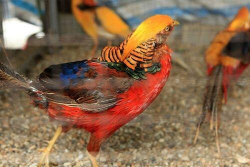 Bỏ phố về quê nuôi loài chim có lông rực rỡ kiếm vài trăm triệu/năm
