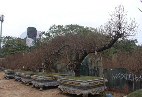 Đào cổ thụ xuống phố: Giá "chát" 100 triệu đồng/gốc, chỉ cho thuê không bán
