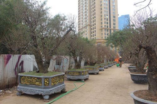 Đào cổ thụ xuống phố: Giá "chát" 100 triệu đồng/gốc, chỉ cho thuê không bán