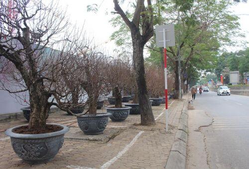 Đào cổ thụ xuống phố: Giá "chát" 100 triệu đồng/gốc, chỉ cho thuê không bán