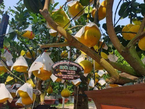 Cam canh, bưởi Diễn... hàng chục triệu đồng 'Nam tiến'