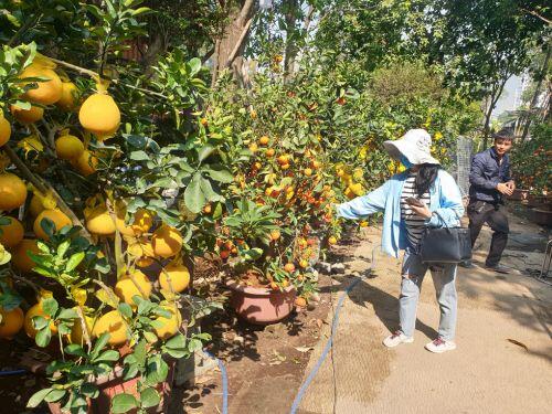 Cam canh, bưởi Diễn... hàng chục triệu đồng 'Nam tiến'