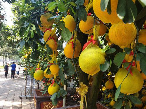 Cam canh, bưởi Diễn... hàng chục triệu đồng 'Nam tiến'