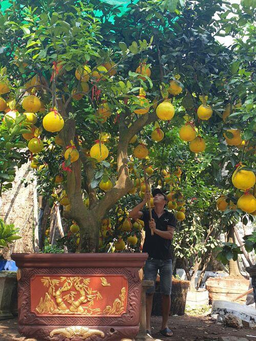 Cam canh, bưởi Diễn... hàng chục triệu đồng 'Nam tiến'