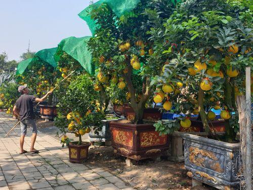 Cam canh, bưởi Diễn... hàng chục triệu đồng 'Nam tiến'