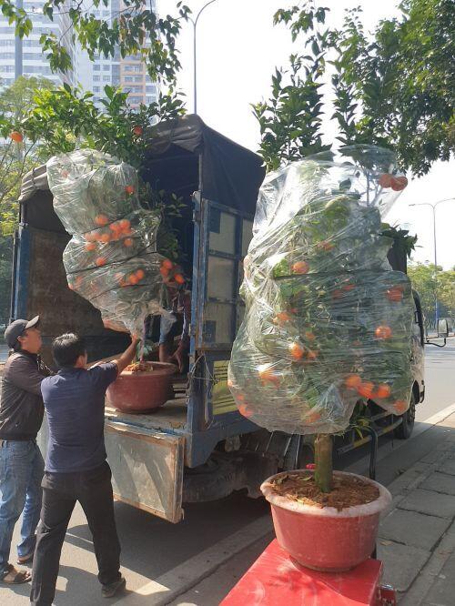 Cam canh, bưởi Diễn... hàng chục triệu đồng 'Nam tiến'