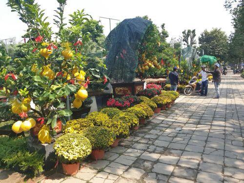 Cam canh, bưởi Diễn... hàng chục triệu đồng 'Nam tiến'