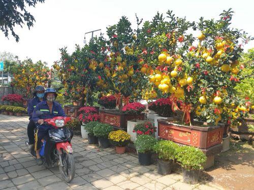 Cam canh, bưởi Diễn... hàng chục triệu đồng 'Nam tiến'