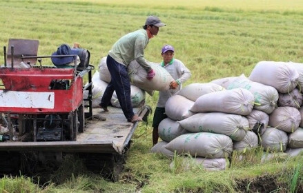 Giá lúa gạo hôm nay ngày 16/1: Giá lúa gạo ở mức cao, thị trường giao dịch chậm