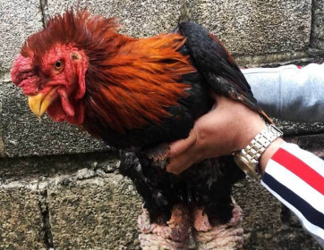 Trả 20 triệu đồng vẫn không mua nổi cặp chân gà Đông Tảo