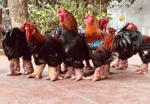 Trả 20 triệu đồng vẫn không mua nổi cặp chân gà Đông Tảo