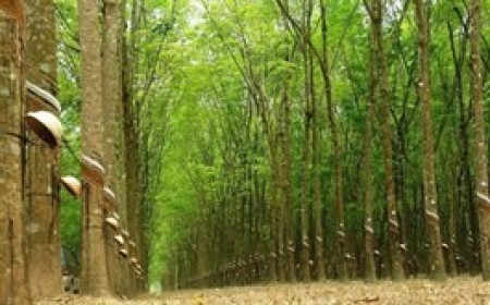 TNC báo lãi quý 4 hơn 2 tỷ đồng