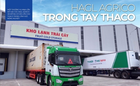 HAGL trong tay Thaco