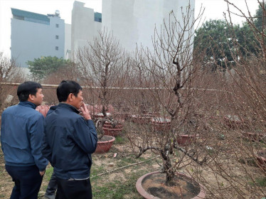 Đào Nhật Tân lên giá