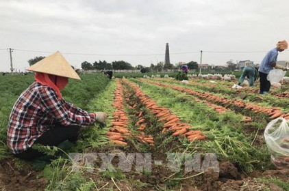 Hải Dương: 75% sản lượng cà rốt được xuất khẩu
