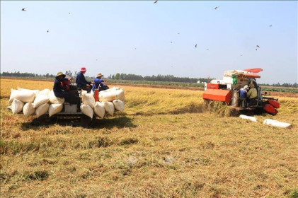 Thị trường nông sản tuần qua: Giá lúa tăng nhẹ