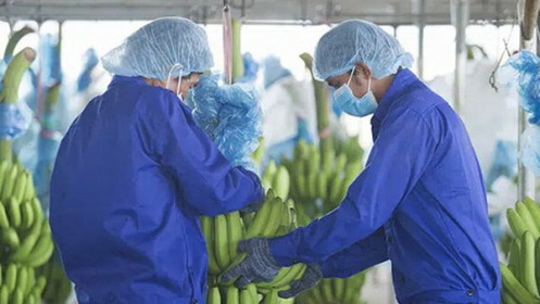 Do dịch và chi phí lãi vay cao, HAGL báo lỗ 1.521 tỷ trong quý 4/2020