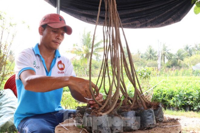 Chàng trai 9x uốn mai vàng thành lộc bình tiền triệu "cháy" hàng dịp Tết