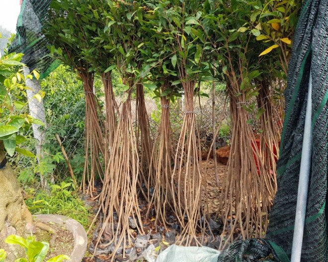 Chàng trai 9x uốn mai vàng thành lộc bình tiền triệu "cháy" hàng dịp Tết
