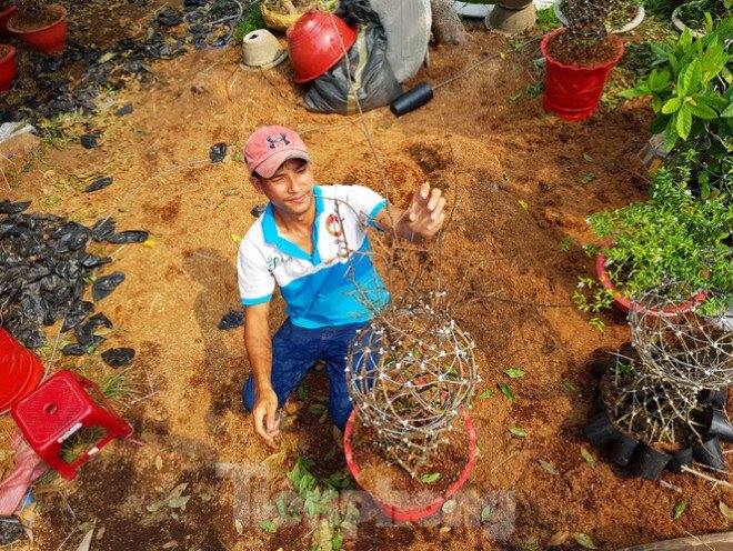 Chàng trai 9x uốn mai vàng thành lộc bình tiền triệu "cháy" hàng dịp Tết