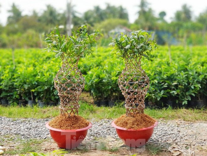 Chàng trai 9x uốn mai vàng thành lộc bình tiền triệu "cháy" hàng dịp Tết