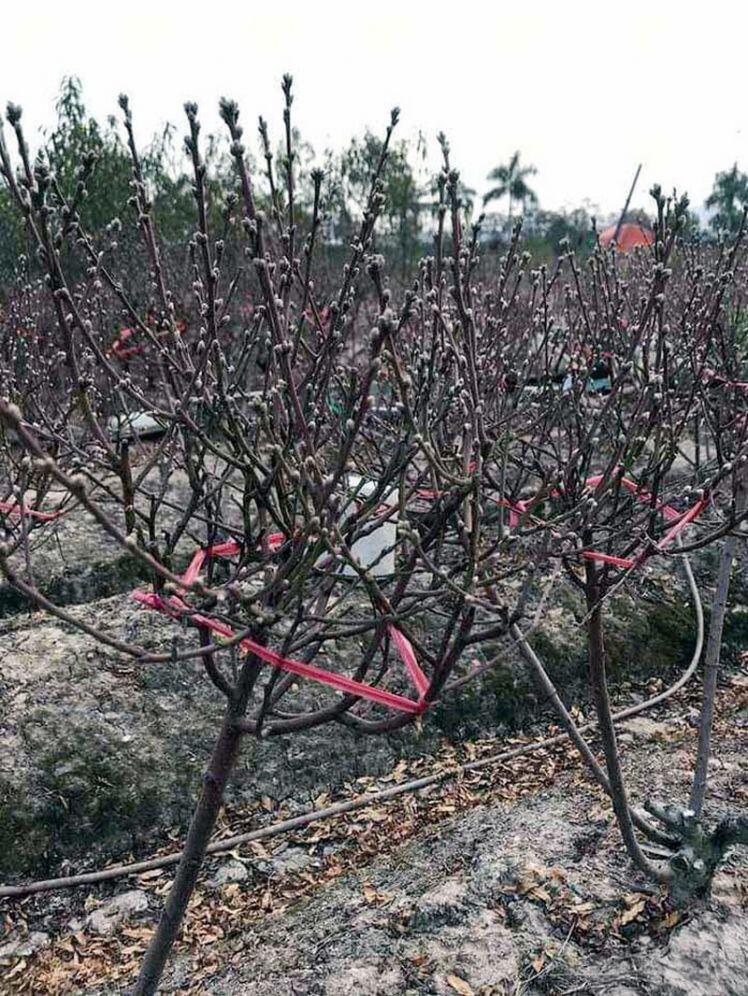Buôn 300 cành đào Tết, vợ chồng trẻ lỗ nặng sợ mất mật