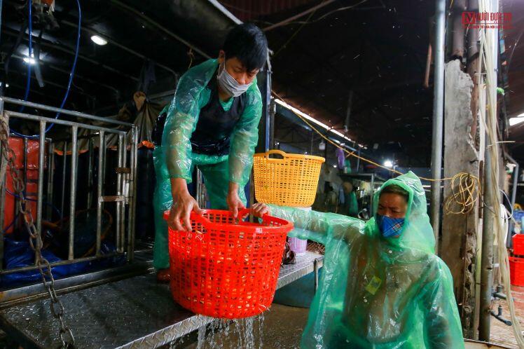 Thị trường cá chép phục vụ ông Công ông Táo ra sao?