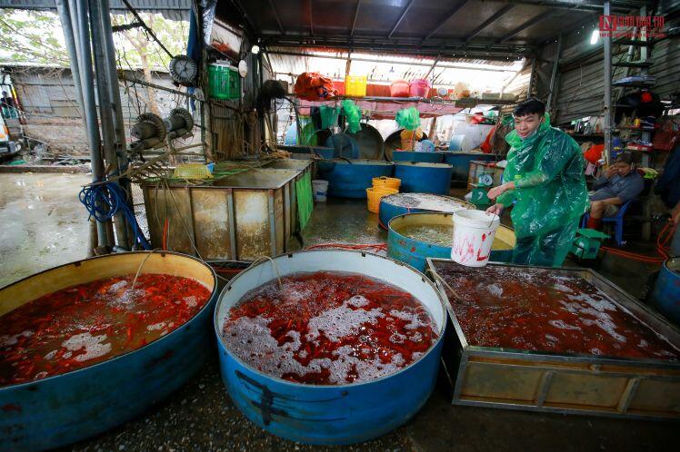 Thị trường cá chép phục vụ ông Công ông Táo ra sao?