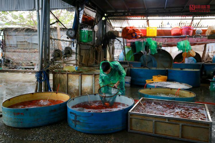 Thị trường cá chép phục vụ ông Công ông Táo ra sao?